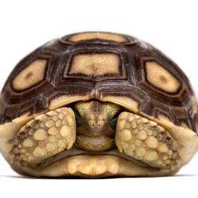 Sulcata Tortoise