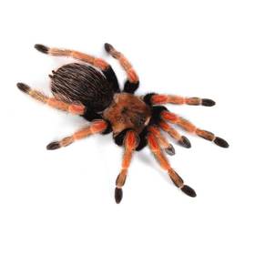 Mexican Red Leg Tarantula