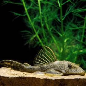 plecostomus