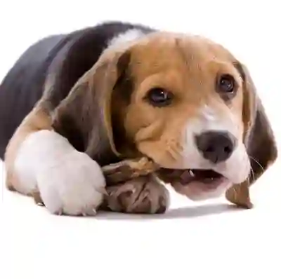 Bollo Beagle Shop