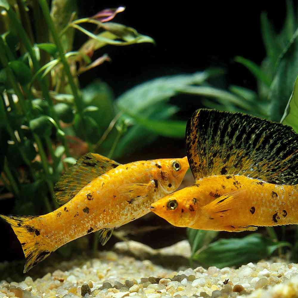 Image of a pet breed in the gallery