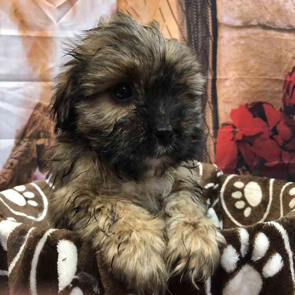 carousel pet images
