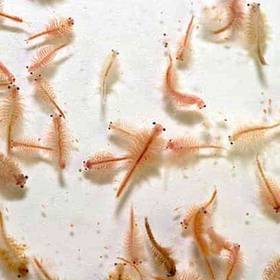 Live Brine Shrimp
