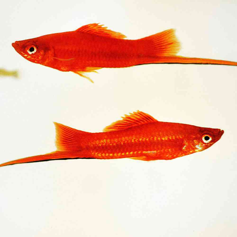 Image of a pet breed in the gallery