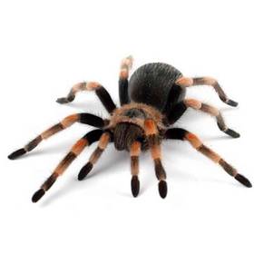 Mexican Red Leg Tarantula