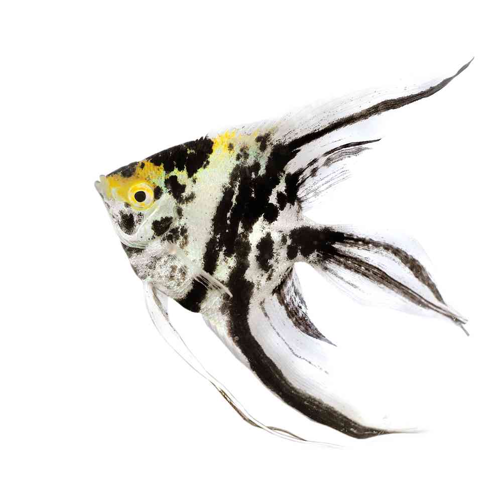 Image of a pet breed in the gallery