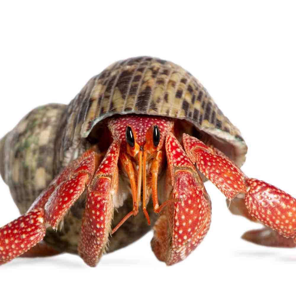Image of a pet breed in the gallery