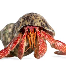 Hermit Crab