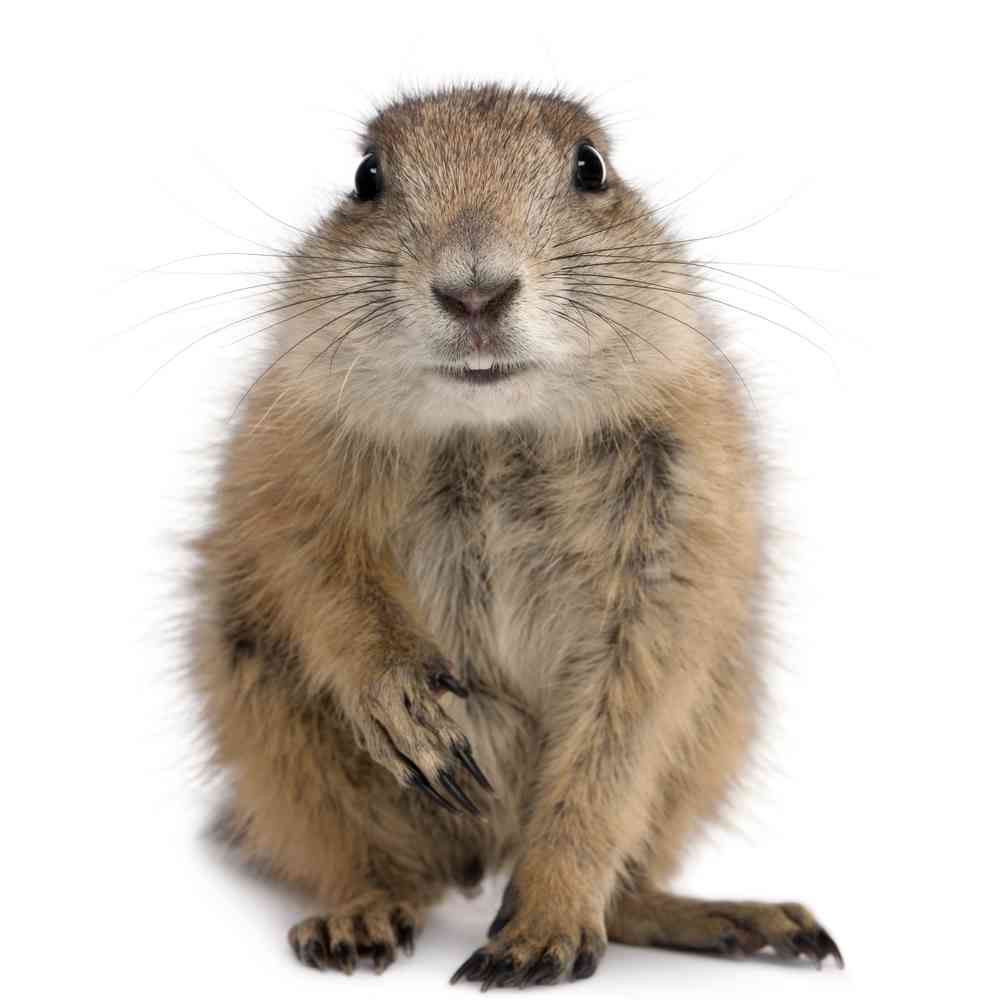 Image of a pet breed in the gallery
