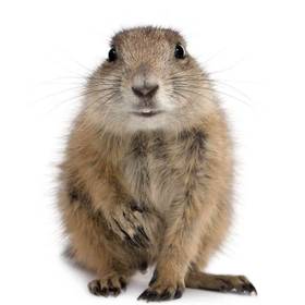 Prairie Dog