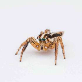 Jumping Spider