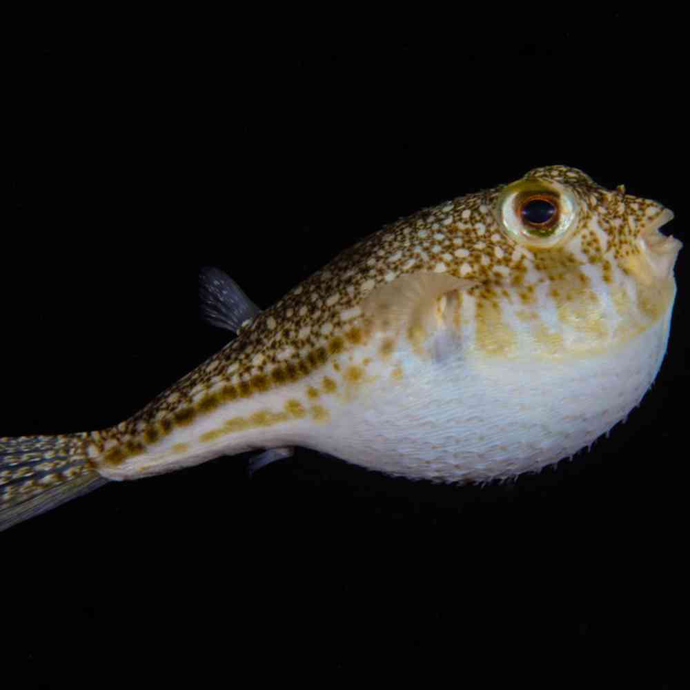 Image of a pet breed in the gallery
