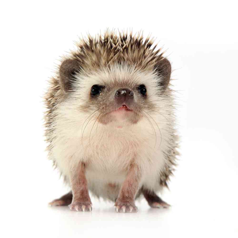 Image of a pet breed in the gallery
