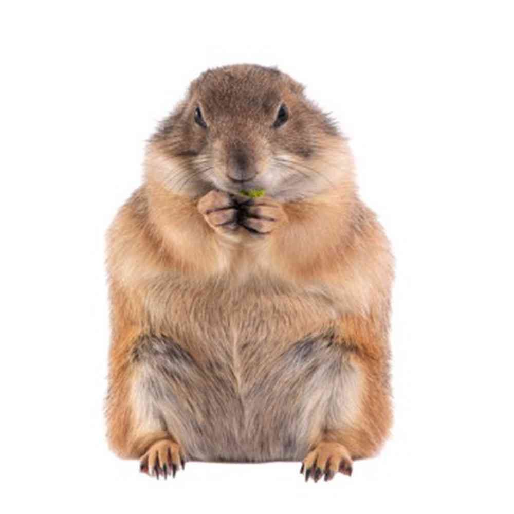 Image of a pet breed in the gallery