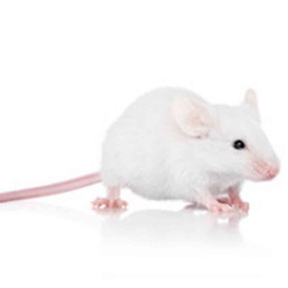 Image of a pet breed in the gallery