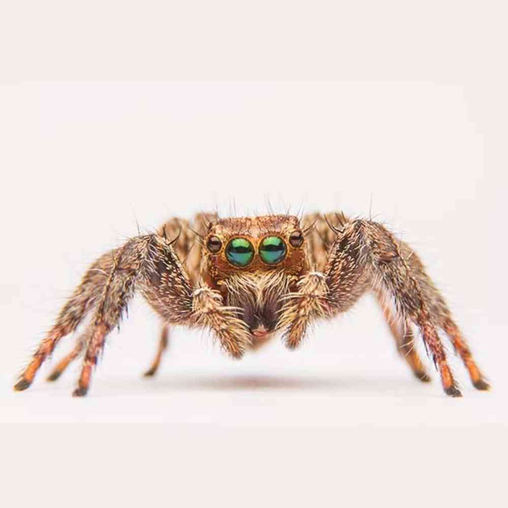 Image of a pet breed in the gallery