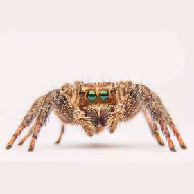 Jumping Spider