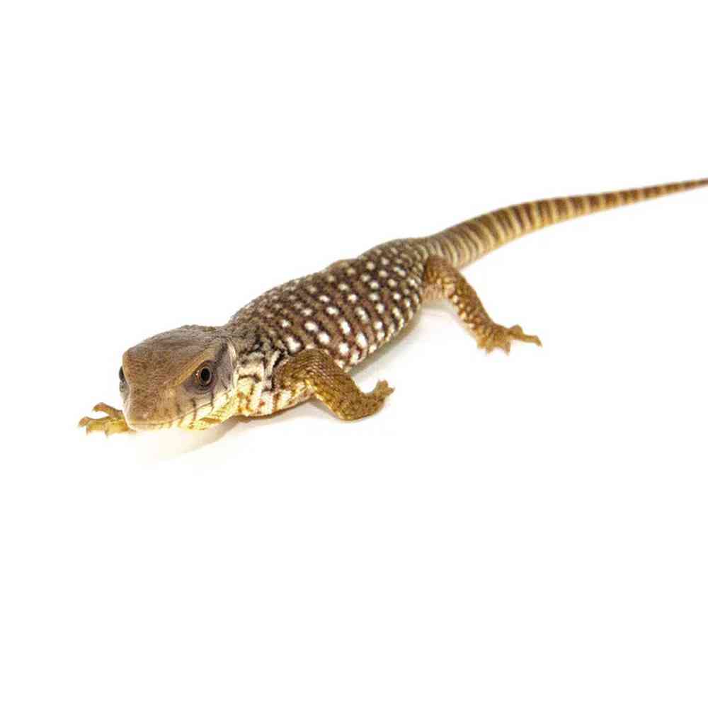 Image of a pet breed in the gallery