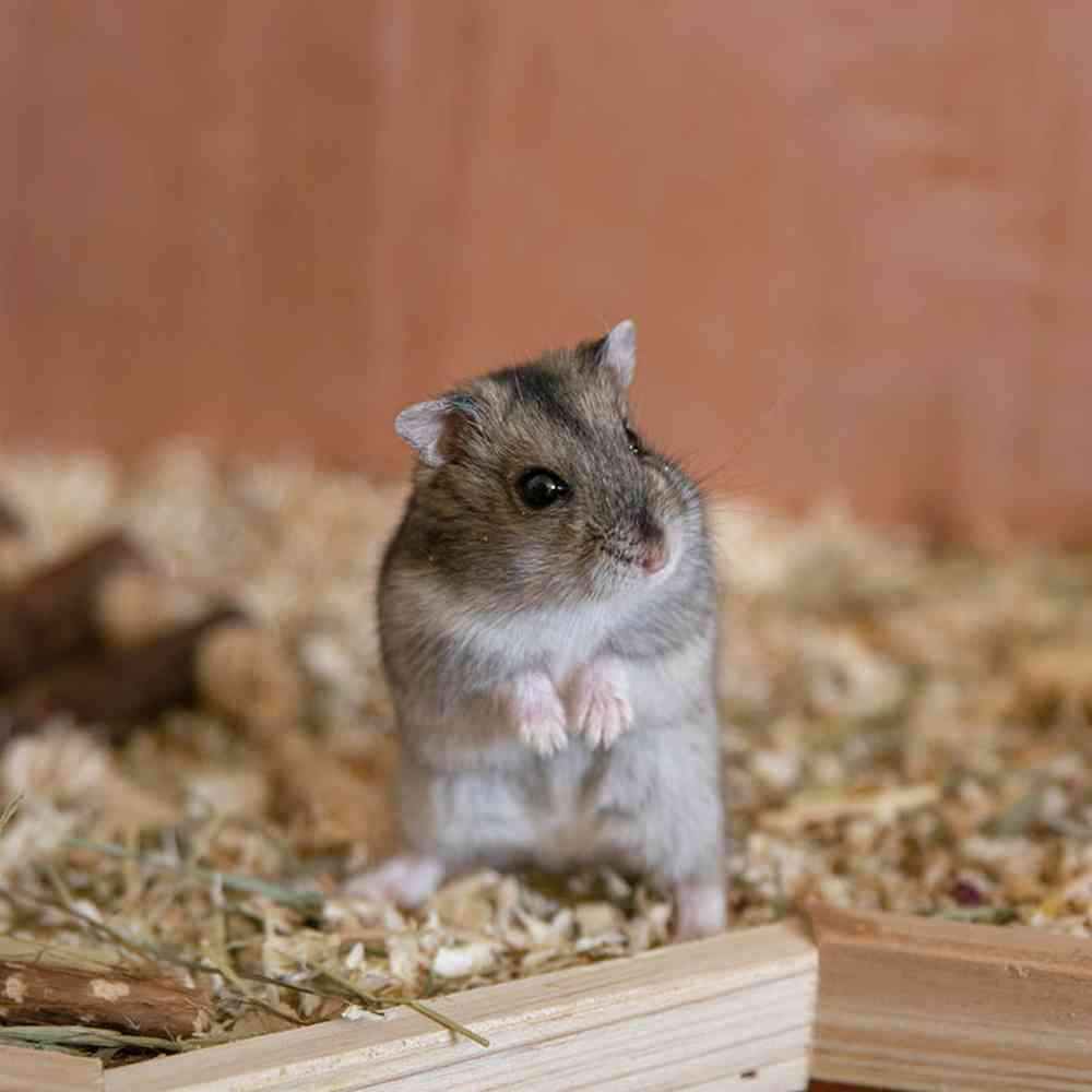 Image of a pet breed in the gallery