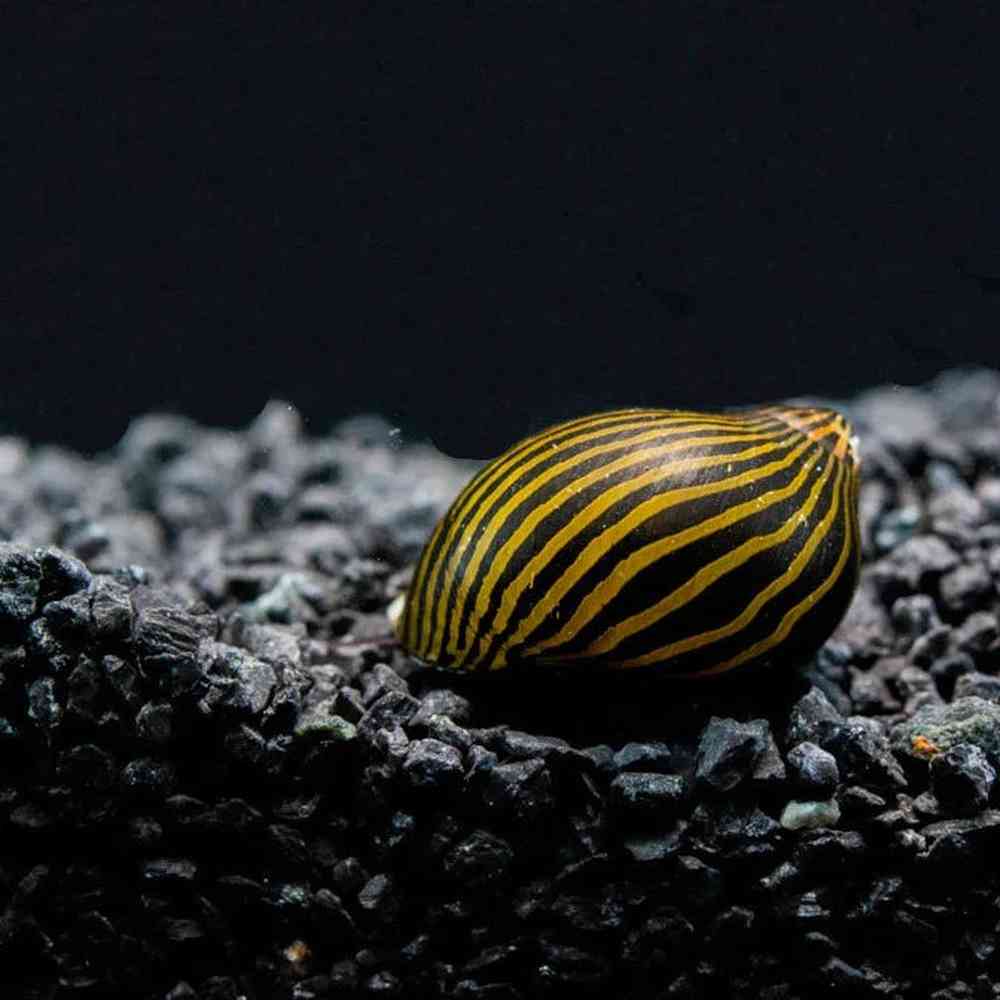 Image of a pet breed in the gallery