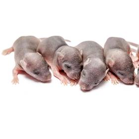 Rat Pup