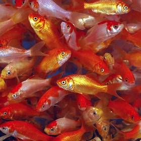 12 Large Goldfish