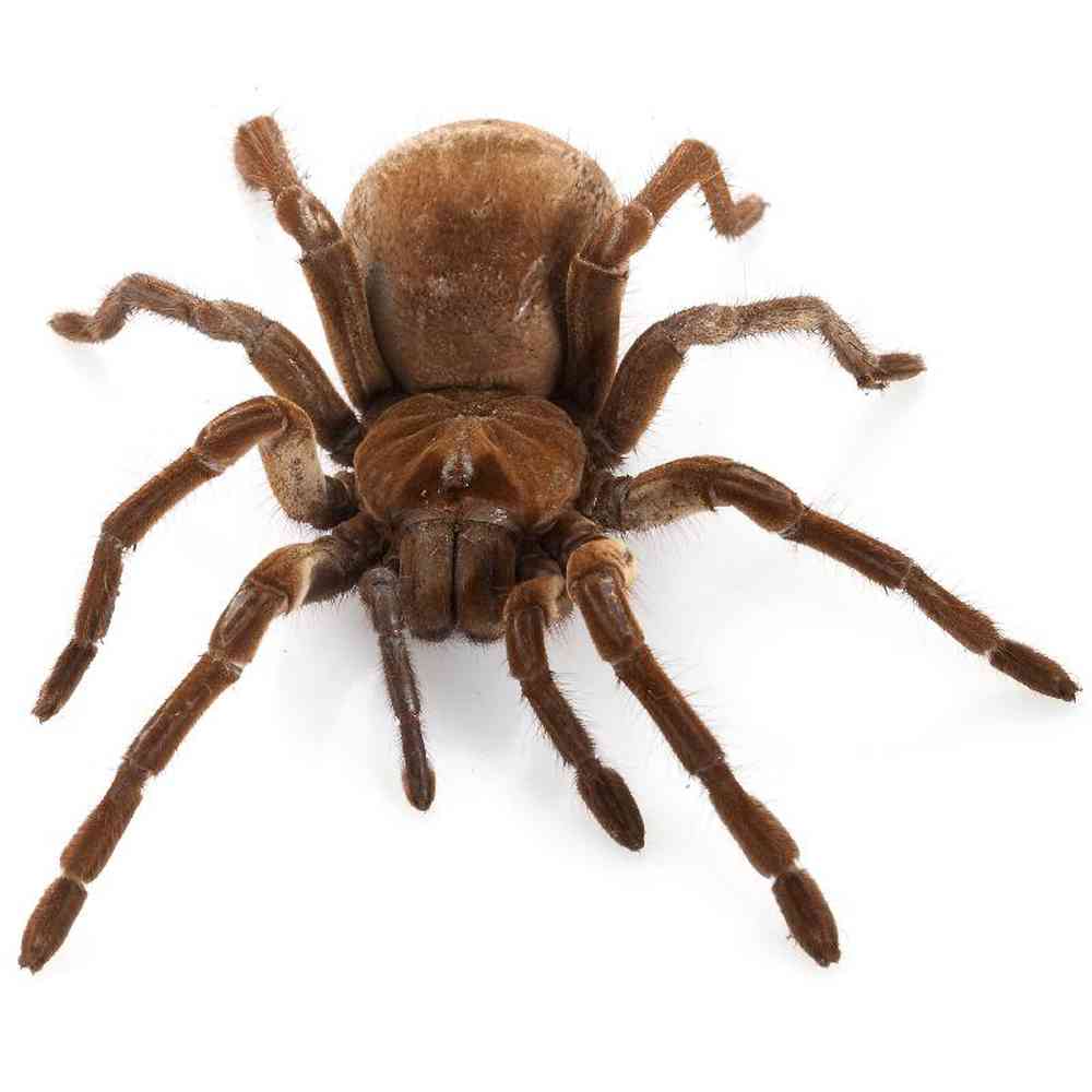 Image of a pet breed in the gallery