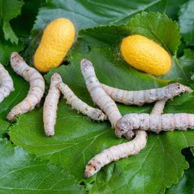 Silkworms