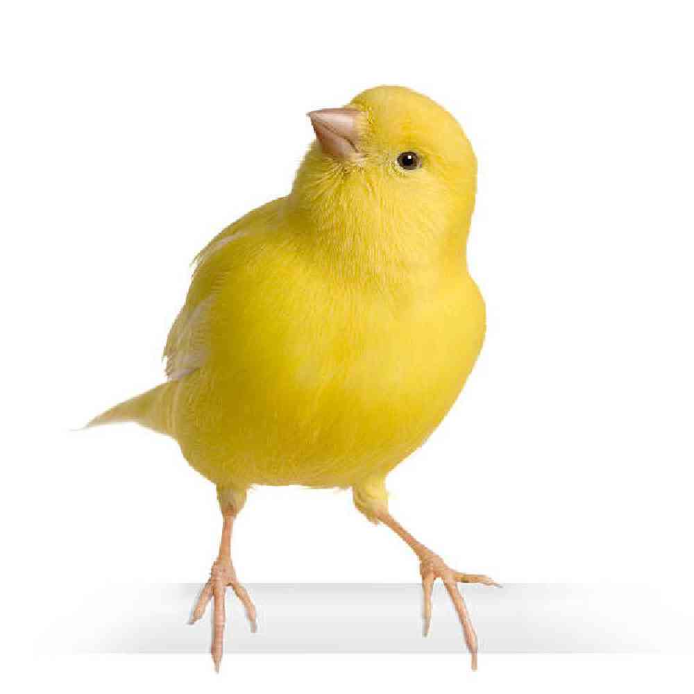 Image of a pet breed in the gallery