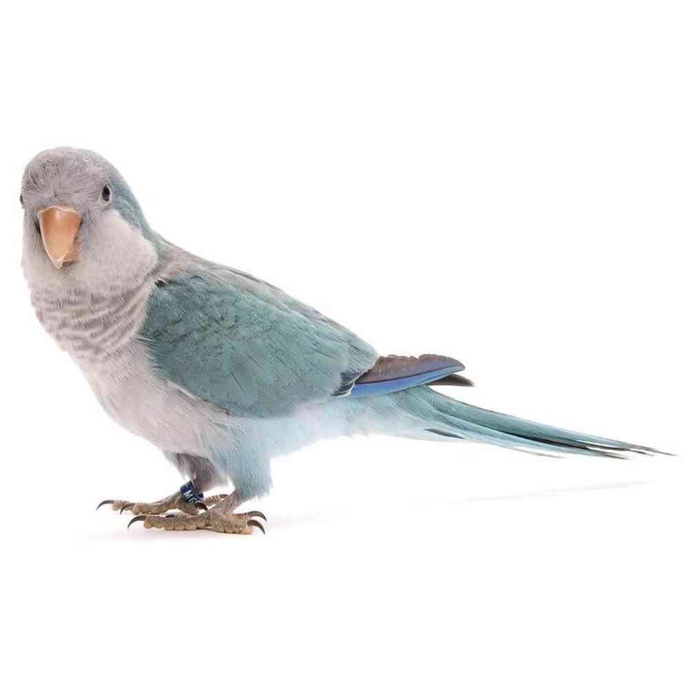 Image of a pet breed in the gallery
