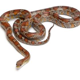 Corn Snake