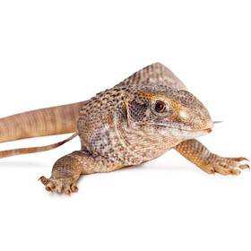 Savanah Monitor