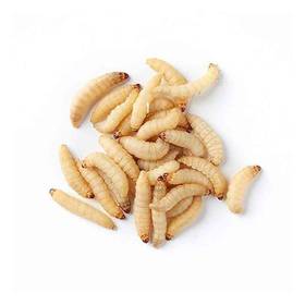 12 Waxworms