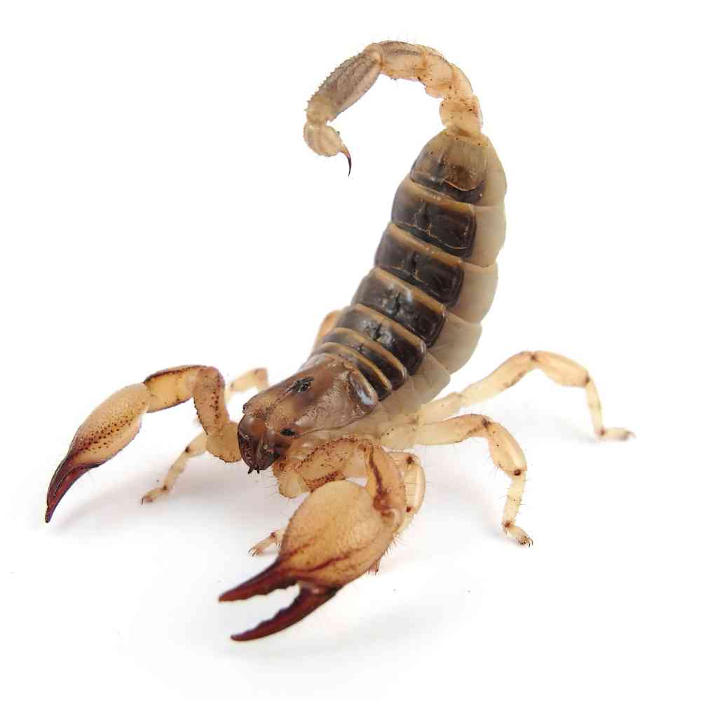 Image of a pet breed in the gallery