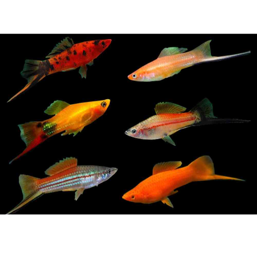 Image of a pet breed in the gallery