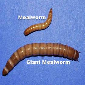 50 Giant mealworms