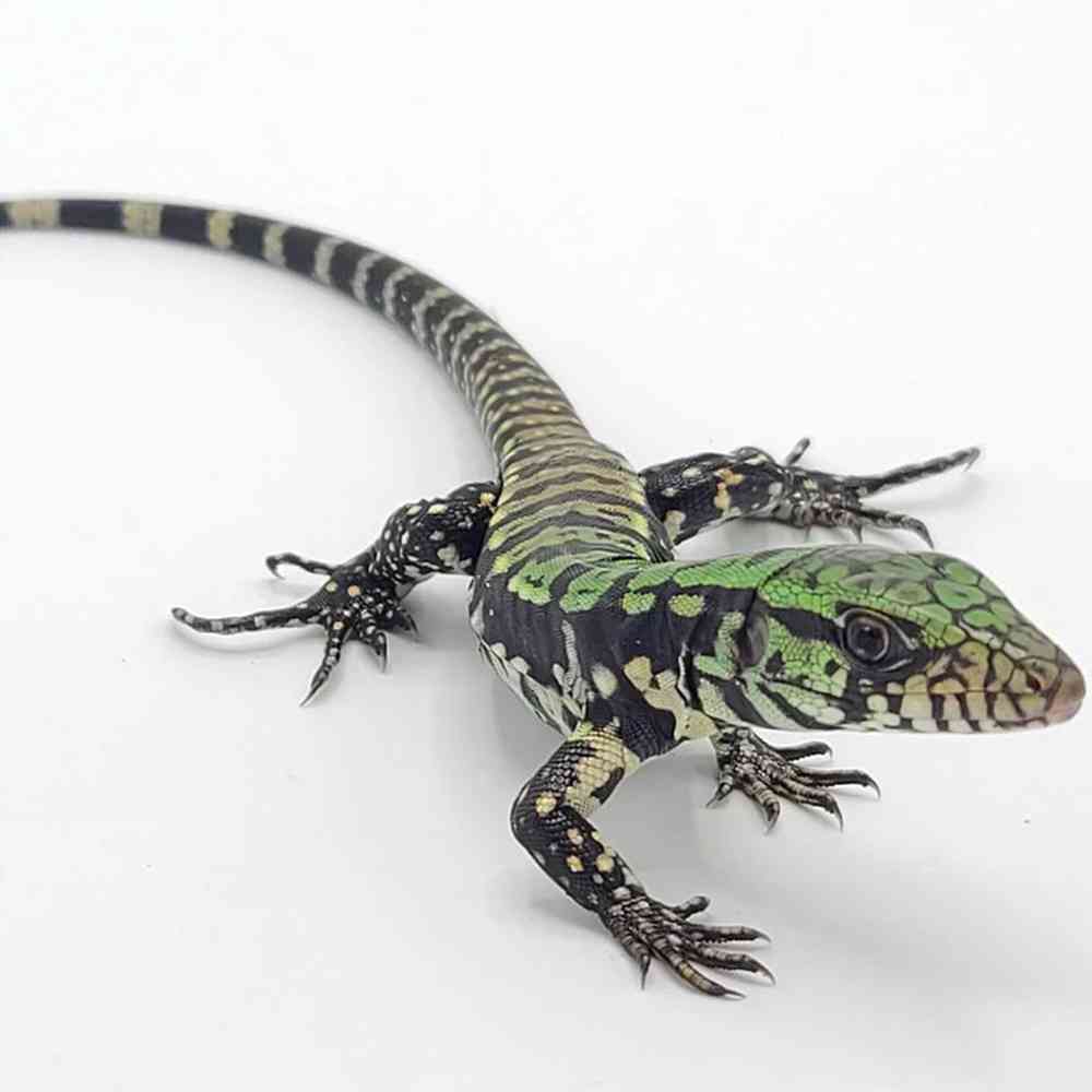 Image of a pet breed in the gallery