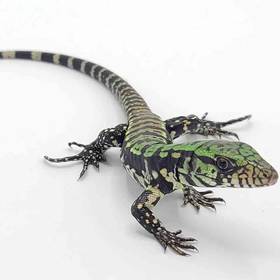 Tegu
