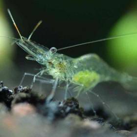 Ghost Shrimp