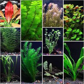 Live Aquatic Plants