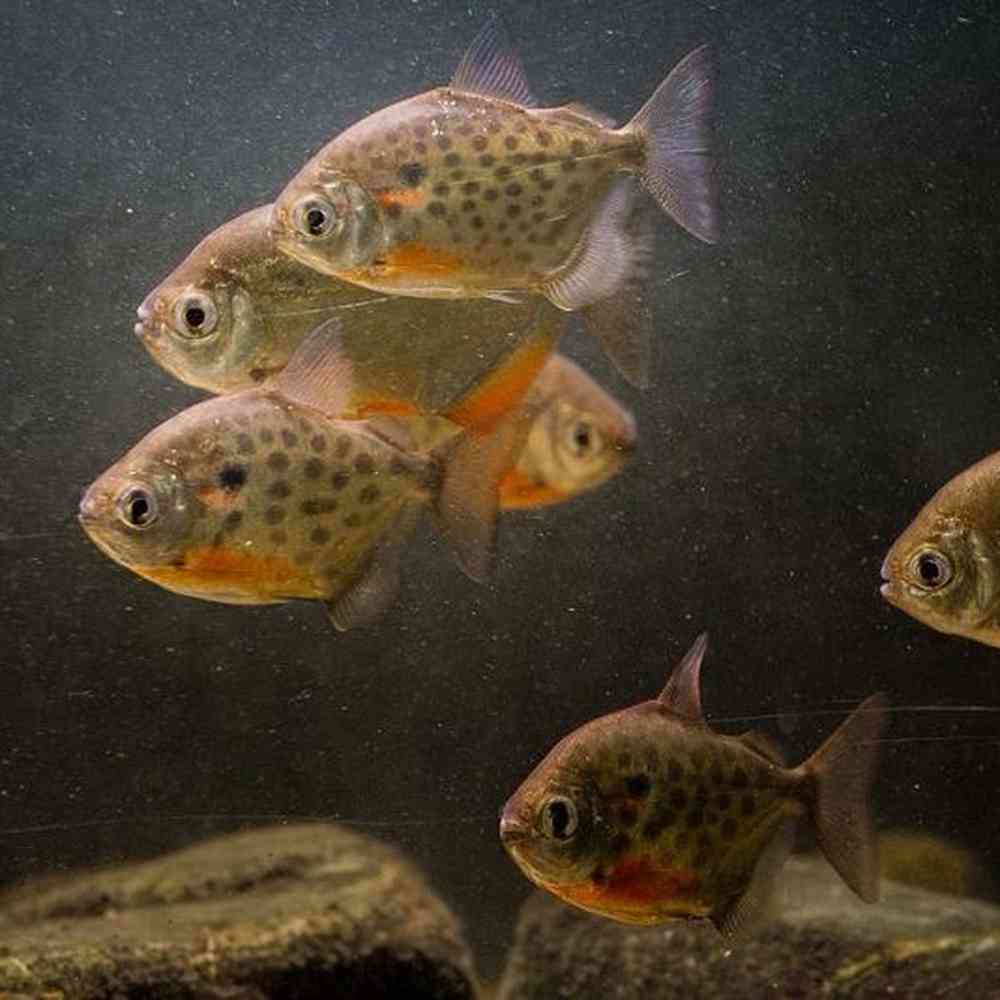 Image of a pet breed in the gallery