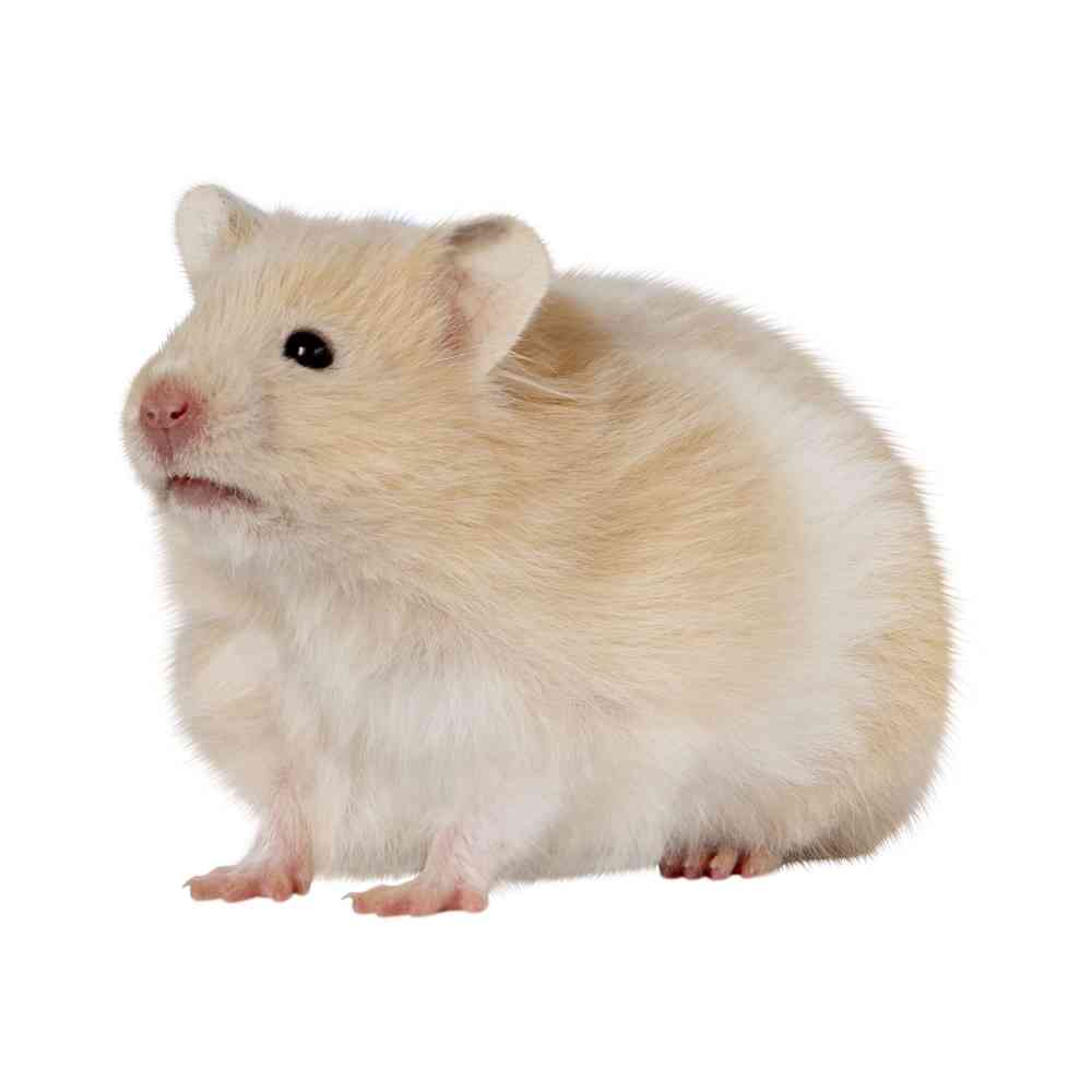 Image of a pet breed in the gallery