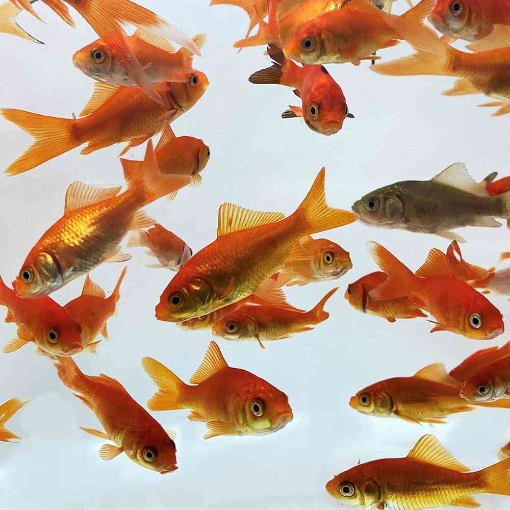 Image of a pet breed in the gallery