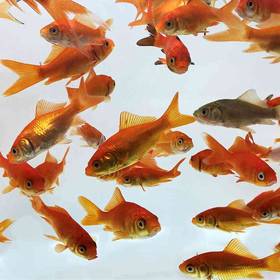 12 Small Goldfish