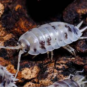 15 Isopods