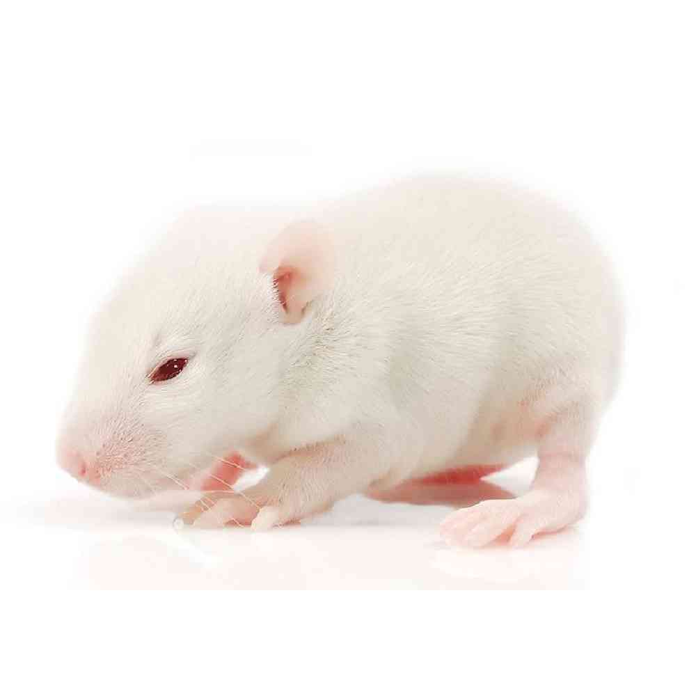 Image of a pet breed in the gallery