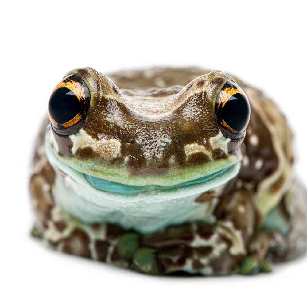 Image of a pet breed in the gallery