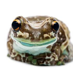 Milk Frog