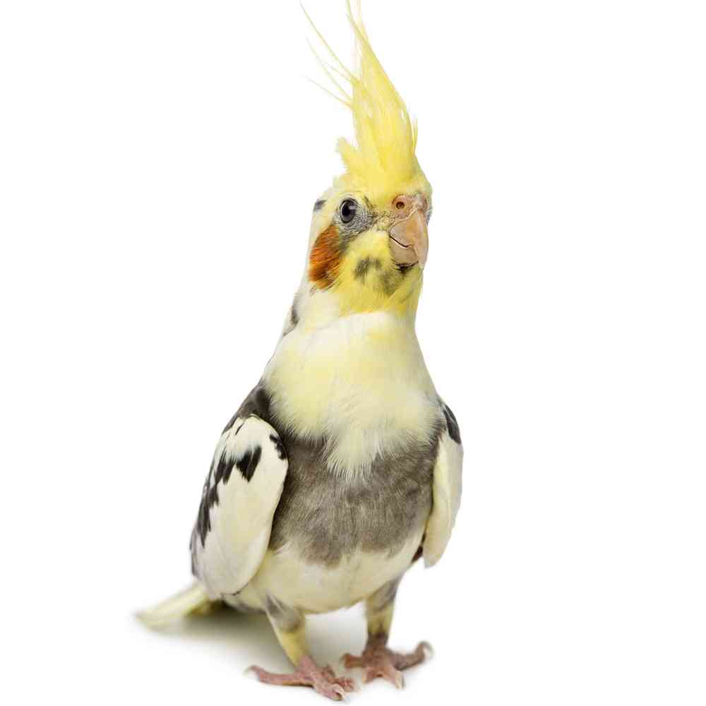 Image of a pet breed in the gallery