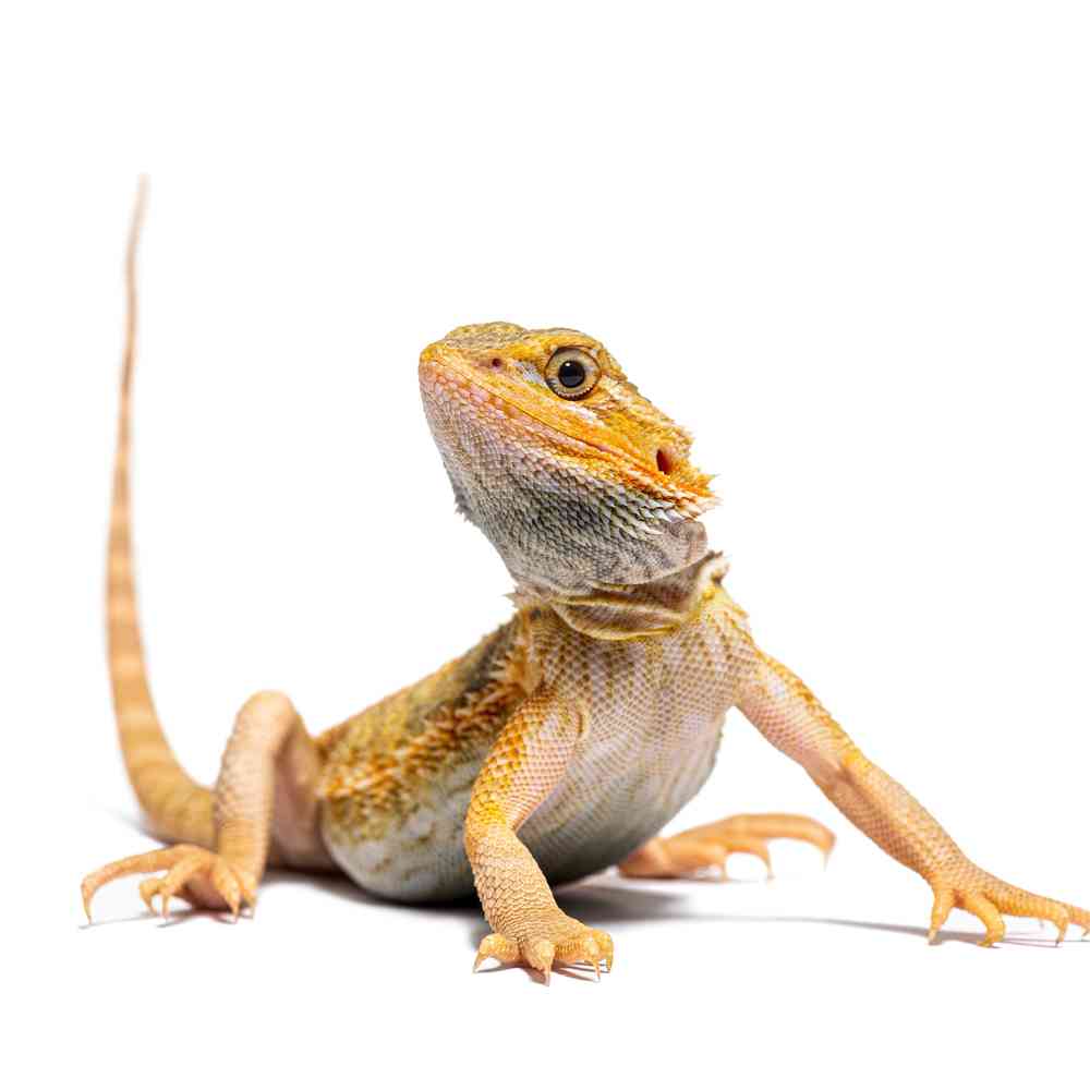 Image of a pet breed in the gallery